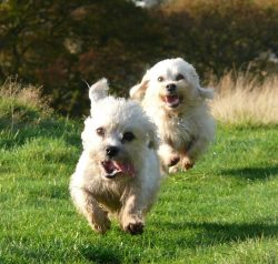 It is recommended to keep the dinmont terrier in an apartment or in a private house. Although he ...