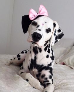 Dalmatian is an energetic and cheerful pet. Thanks to its striking appearance, you will definite ...
