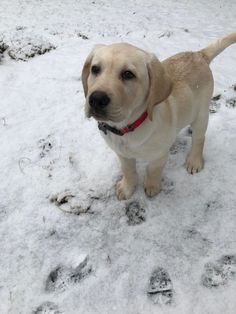 The Labrador is a sporting dog. The animal has a good character. The pet does not require excess ...