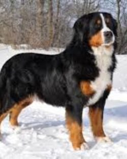 The Bernese Mountain Dog (Bernese Shepherd Dog) is an affectionate and charming giant with the k ...