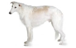 Borzoi is somewhat finicky in their food. True, this is caused not so much by the character as b ...