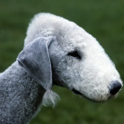 It is not recommended to leave them alone for a long time, since the Bedlington Terrier is very  ...