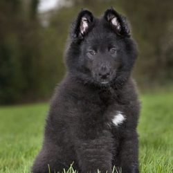 Representatives of the breed are very attentive students, they learn commands easily and quickly ...
