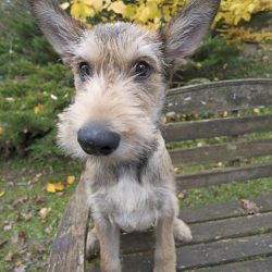 Berger Picard is a low maintenance dog. Rough, tousled coats can matte if not brushed regularly  ...