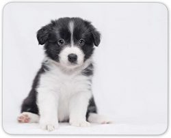 The very name of the collie breed comes from the Scottish language, and therefore in other regio ...