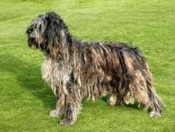 For centuries, the Bergama Shepherd Dogs have served farmers faithfully. Breeders began to activ ...
