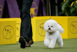 Bichon Frize is small dogs, at the first glance at which you immediately understand what a decor ...