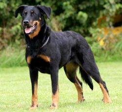 Most of the shepherds brought to New Zealand from the UK worked silently with the livestock. But ...