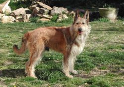 They are known for their smile. Their natural tail usually reaches the hock and has a slight J-b ...