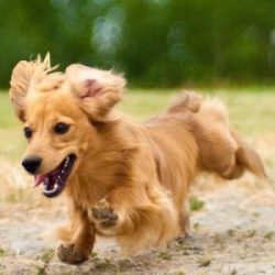 In the post-war years, in order to avoid associations with Germany, the name of the dachshund wa ...
