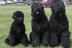 There are many legends and rumors about the Russian Black Terrier breed. They are unfairly consi ...
