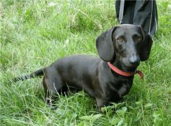 The breed itself was developed in the 16th century. The ancestors of dachshunds were dogs called ...
