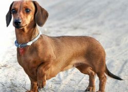 The first dachshunds were highly valued in the Middle Ages, especially since there were few of t ...