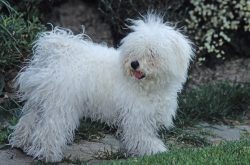 Scientists cannot say exactly how and where these dogs came from, however, there is a widespread ...
