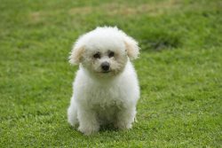 The barbet had a larger size, and it is still unclear how it lost more than half of its weight,  ...