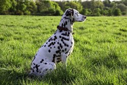 On the one hand, impetuous and harsh by nature Dalmatians do not measure their strength and ofte ...