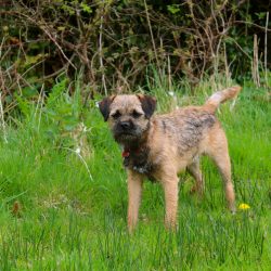 Border Terriers love to be given a task, they are good diggers, can run fast, jump high, and eve ...
