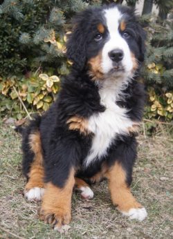 A couple of times a week, the Bernese Mountain Dog can be treated to raw yolk or a hard-boiled e ...