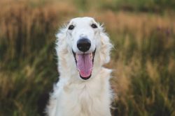 For hundreds of years, this breed has been kept or bred by many people of noble birth. More than ...