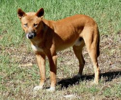 Dingos are very agile, flexible animals, they are quick-witted and intelligent. That is why it w ...