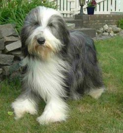 The Bearded Collie has a lightweight bone structure and a proportionate build. The dogs are not  ...