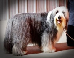 The muzzle is medium. The lips are tightly closed. The nose is black. Strong jaw with a full set ...