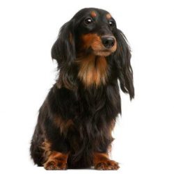 The dachshund’s daily diet includes proteins. Without fail, dogs need meat and cottage che ...