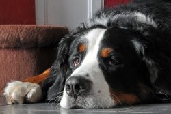 Owners who prefer to regale their pet with “drying” should attend to the search for  ...