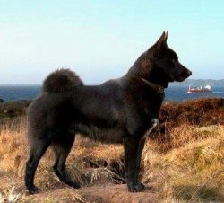 In a city apartment, the Norwegian Elkhound will not feel comfortable. This is a hunting dog tha ...