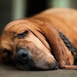They are very intelligent and loyal animals that do not cherish souls in their family and owner, ...