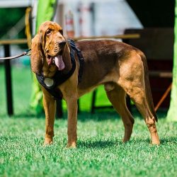 It is necessary to take the Bloodhound out into the street in the conditions of any settlement s ...