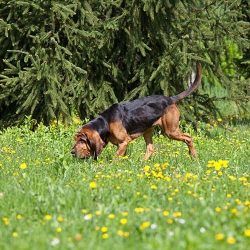 Bloodhound is a charming and noble dog with a vulnerable soul and gentle disposition. This is an ...
