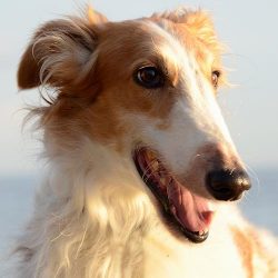 Borzoi as a security guard is not the best option. It is unlikely that these animals will be abl ...