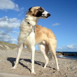 Borzoi who have not gone through the early stages of socialization may become nervous and anxiou ...
