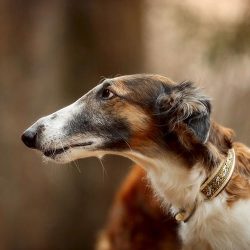 Borzoi get along well with cats and other pets, but this requires early socialization of the pet ...