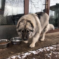 There are two types of Georgian guard dogs: the short-haired “lion” type, usually pu ...