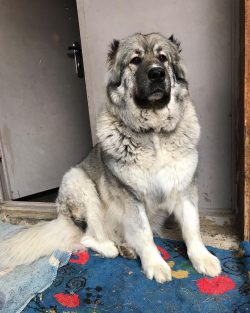  In Georgia, they are known as Kartuli Nagazi. The short-haired “lion” type is consi ...