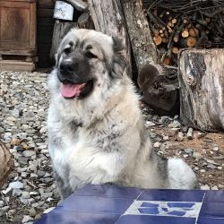 The “Lion” variant was mainly found in the northeastern regions of Georgia: Kazbegi, ...