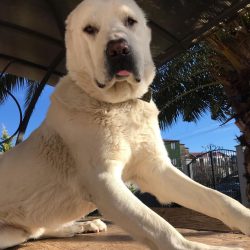 Physically, these dogs are strong, muscular and athletic, with a large head and powerful legs.