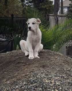 In Georgia, representatives of this breed were used to protect sheep from predatory animals.
