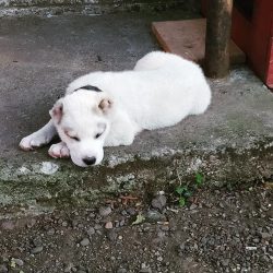 For the first time, the Georgian Shepherd Dog breed is recalled in the literature of the 14th ce ...