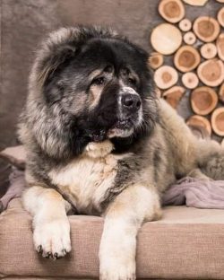 Representatives of this breed are friendly, get along well with the owner and his family. The do ...