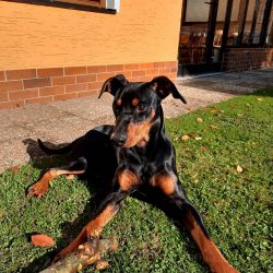  It is important to find an approach to this dog: too soft or rigid rules can only harm and spoi ...