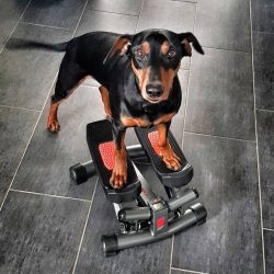 On a jog with the owner, he doesn’t care how long he has to run: five or ten kilometers. M ...