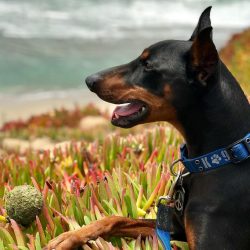 Hardy and active, he will gladly accompany his owner on a run.
 