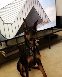 The German Pinscher is smart and emotional, he feels the owner well.