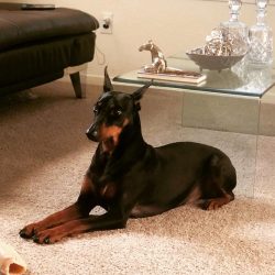  If the owner had no previous experience in caring for a dog, it is advisable to contact a profe ...