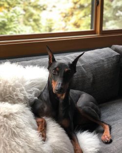 The German Pinscher is pure energy. The tireless dog is ideal for active people, he will definit ...