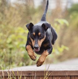 They say that Friedrich Dobermann was so delighted with this breed that he wanted to create the  ...