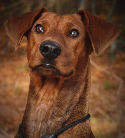 Interestingly, the Pinscher is the progenitor of such breeds as the Miniature Pinscher and the D ...